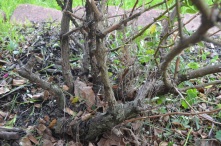 Old rose bush with large thorns