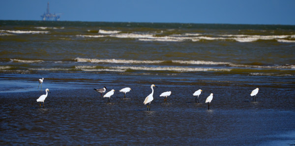 Egrets in the gulf of Mexico